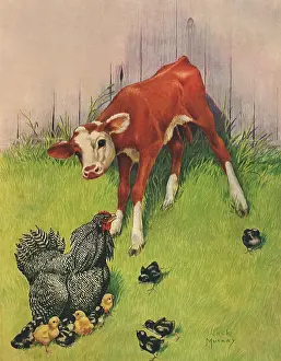 Hens: Calf and Chickens