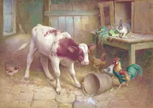 Bottomley: Calf, cockerel, hens and rabbit