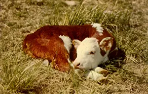 Dozing: Calf Dozing in Field