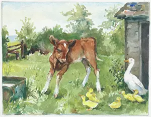 Orton: Calf with duck and ducklings