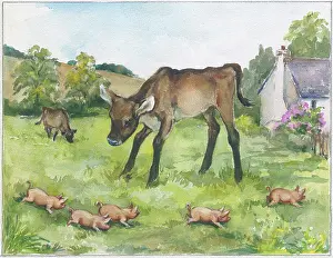 Piglets: Calf looking at five piglets