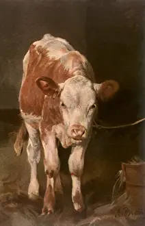 Tethered: Calf Tied to Rope