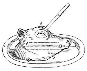 Cuisine: Calf's head for carving