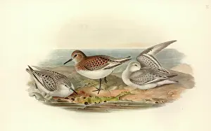 Scolopacidae: Calidris alba, sanderling