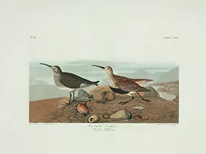 Alpina: Calidris alpina, dunlin