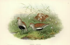 Alpina: Calidris alpina, dunlin