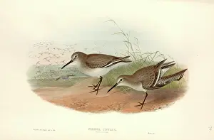 Preening: Calidris alpina, dunlin