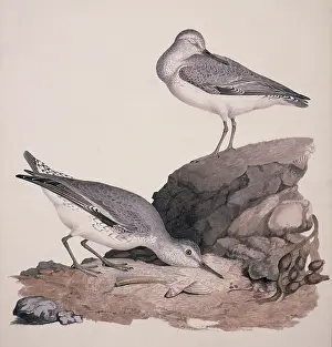 Knot: Calidris cantus, red knot