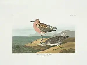 Knot: Calidris canutus, red knot