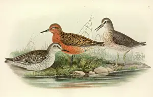 Knot: Calidris canutus, red knot