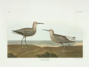 Stilt: Calidris himantopus, stilt-sandpiper