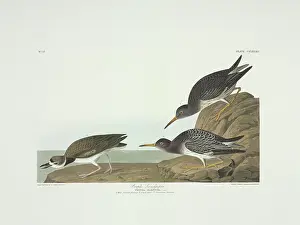 Maritima: Calidris maritima, purple sandpiper, Charadrius wilsonius, W
