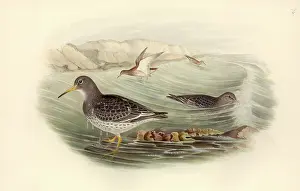 Dripping: Calidris maritima, purple sandpiper