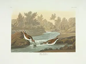 Rapids: Calidris minutilla, least sandpiper