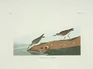 Sandpiper: Calidris pusilla, semipalmated sandpiper