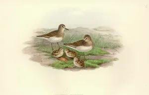 Moorland: Calidris temminckii, Temminck's stint
