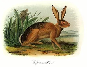 Succulent: California Hare