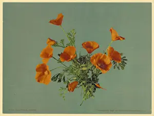 C1899: California poppies