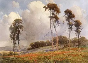 Poppies: California Poppies and Eucalyptus
