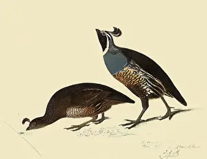 Leans: California Quail