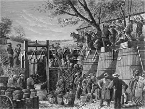 Trampling: CALIFORNIAN WINE HARVEST