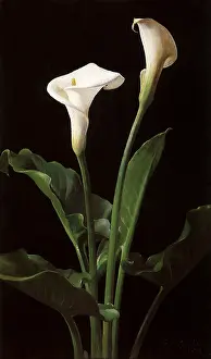 Cochran: Two Calla Lilies