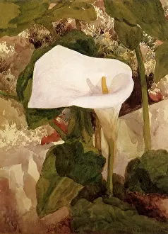 Sympathy: Calla Lily