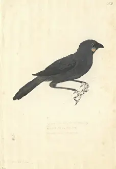 Mimosa: Callaeas cinereus, kokako