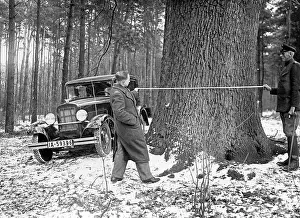 Tape: The so called Buergermeister-Eichen in the Buch forest