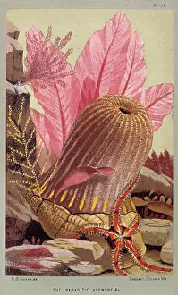1810 1888: Calliactis parasitica, parasitic anemone, Pagurus bernhardus