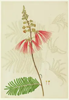 Bauer: Calliandra sp
