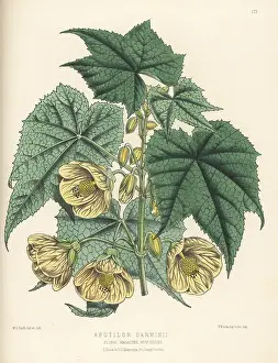 Worthington George Smith: Callianthe darwinii