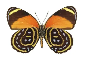 Stripey: Callicore astarte, eighty eight butterfly