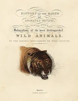 Smellie: Calligraphic title page with vignette of tiger