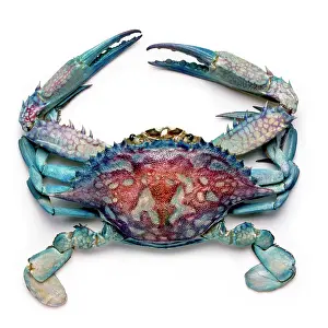 Jointed: Callinectes sapidus, blue crab