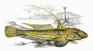 Lyra: Callionymus lyra, or Common Dragonet