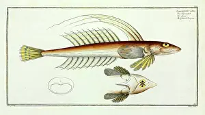 Ray Finned: Callionymus lyra or the Gemmeous dragnet