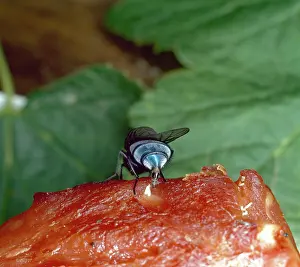 Calliphorid: Calliphora, bluebottle