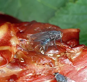 Carrion: Calliphora, bluebottle