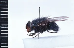 Calliphorid: Calliphora vicina, blowfly