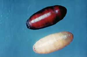 Calliphorid: Calliphora vicina, blowfly eggs