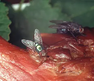 Calliphorid: Calliphora vomitoria, bluebottle laying eggs on carrion