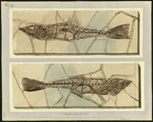 Dinkel: Callipteryx reticaudus Agassiz