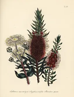 Speciosa: Callistemon, Angophora and Metrosideros