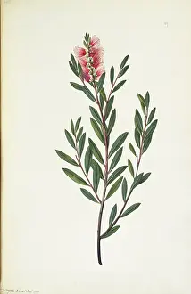 Crimson: Callistemon citrinus, crimson bottlebrush