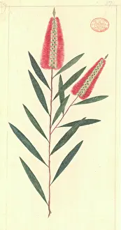 Watling: Callistemon linearifolius, bottlebrush