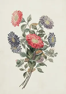 Asterales: Callistephus chinensis, China aster