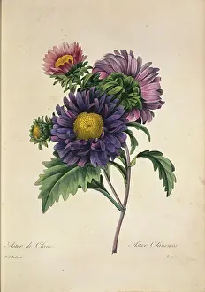 Fleurs: Callistephus chinensis, China aster