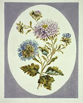 Asterid: Callistephus chinensis, China aster