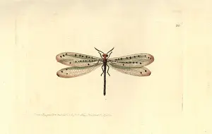 Elford: Callistoleon erythrocephalus
